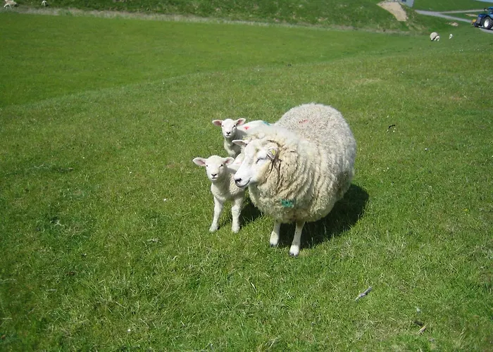 Haus Halligblick Dagebüll